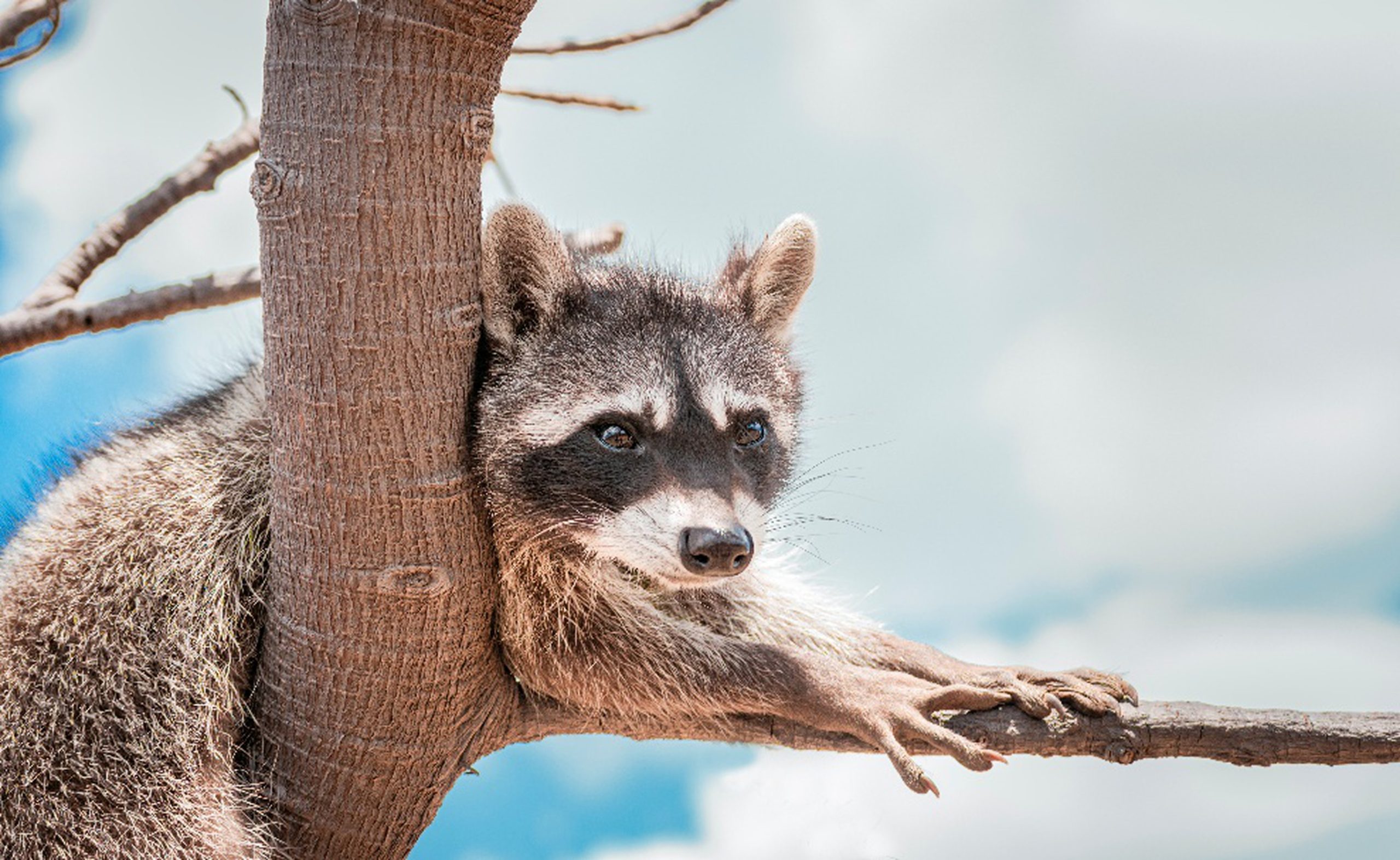 Raton laveur perché sur une branche d’arbre, observant son environnement