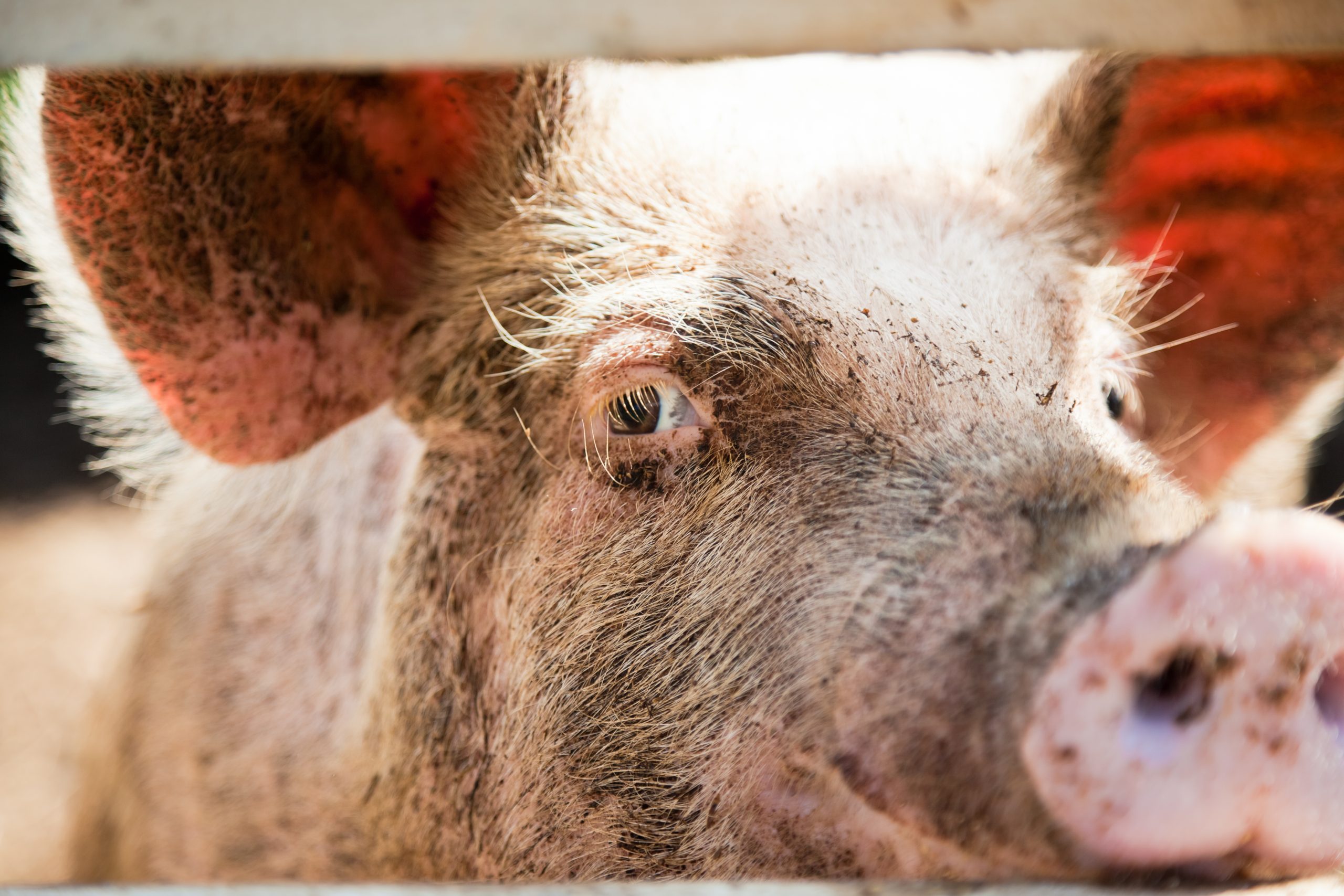 Porc couvert de boue observé de près derrière une clôture